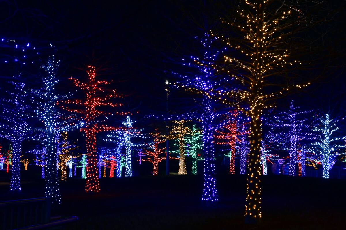 imagen de parque nocturno con árboles decorados con luces navideñas