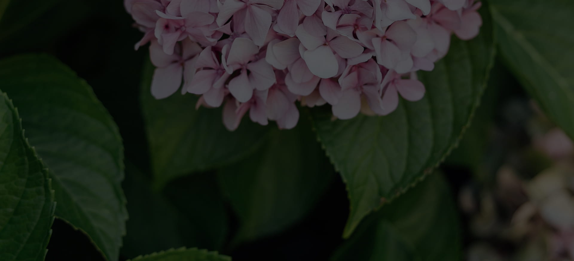 Detalle de las hortensias que decoran los bonitos jardines del Palacio