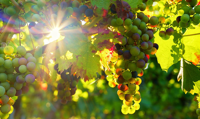 Escapada enológica Viñedo